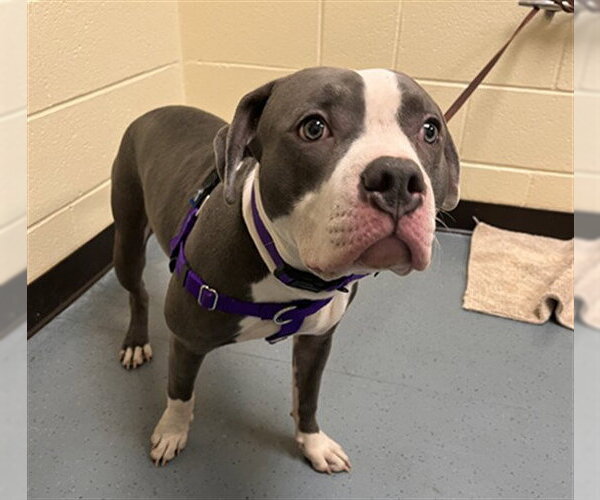 Medium Photo #1 Mutt Puppy For Sale in Denver, CO, USA