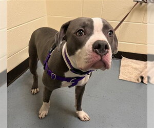 Mutt Dogs for adoption in Denver, CO, USA