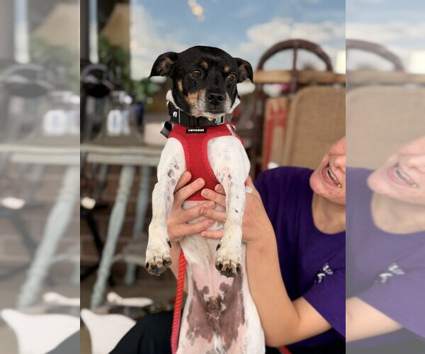 Medium Photo #19 Rat-Cha Puppy For Sale in Mundelein, IL, USA