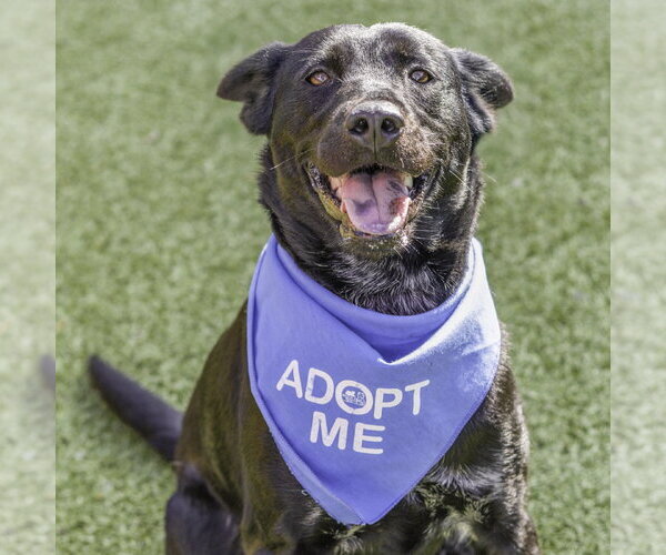 Medium Photo #2 Mutt Puppy For Sale in Hilton Head, SC, USA