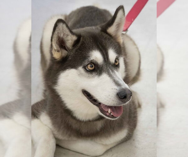 Medium Photo #3  Puppy For Sale in , 