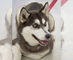 Small #2 Breeder Profile image