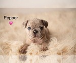 Puppy Pepper French Bulldog