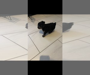 Yorkshire Terrier Puppy for sale in KENOSHA, WI, USA