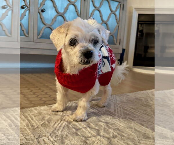 Medium Photo #1 Maltese-Unknown Mix Puppy For Sale in Newport Beach, CA, USA