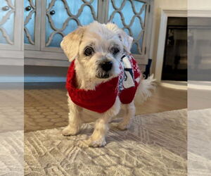 Maltese-Unknown Mix Dogs for adoption in Newport Beach, CA, USA