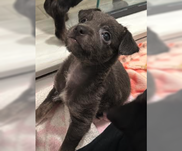 Medium Photo #1 Mutt Puppy For Sale in Plainfield, IL, USA