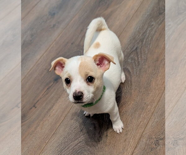 Medium Photo #3 Chihuahua-Unknown Mix Puppy For Sale in The Woodlands, TX, USA