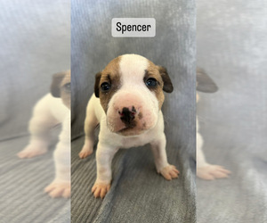 American Pit Bull Terrier Puppy for sale in GRIFFITH, IN, USA