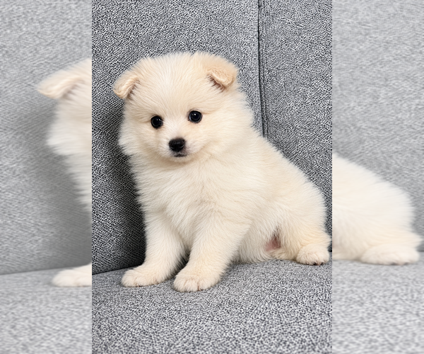 Medium Photo #3 Pomeranian Puppy For Sale in FAIR HAVEN, MI, USA