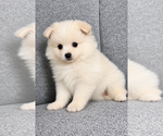 Small #2 Pomeranian