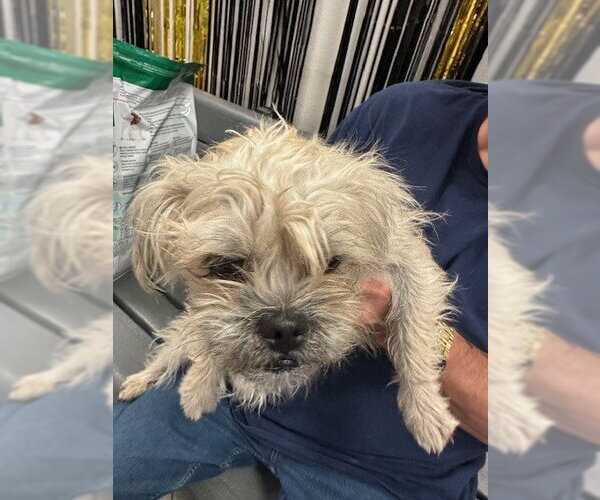 Medium Photo #1 Brussels Griffon-Unknown Mix Puppy For Sale in Rancho Cucamonga, CA, USA