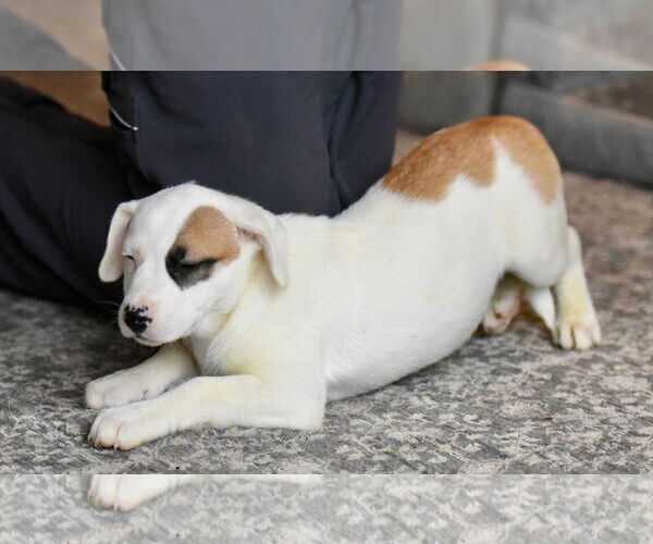 Medium Photo #2 American Bulldog-Labrador Retriever Mix Puppy For Sale in Mechanicsburg, PA, USA