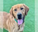 Small #3 Labrador Retriever