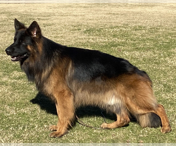 Medium Photo #1 German Shepherd Dog Puppy For Sale in WILDOMAR, CA, USA
