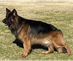 Small Photo #1 German Shepherd Dog Puppy For Sale in WILDOMAR, CA, USA