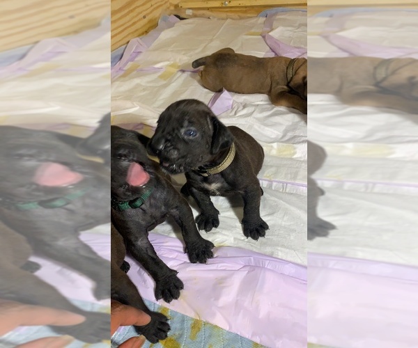 Medium Photo #134 Boerboel Puppy For Sale in LAS CRUCES, NM, USA