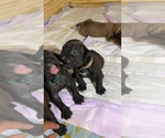 Small Photo #134 Boerboel Puppy For Sale in LAS CRUCES, NM, USA