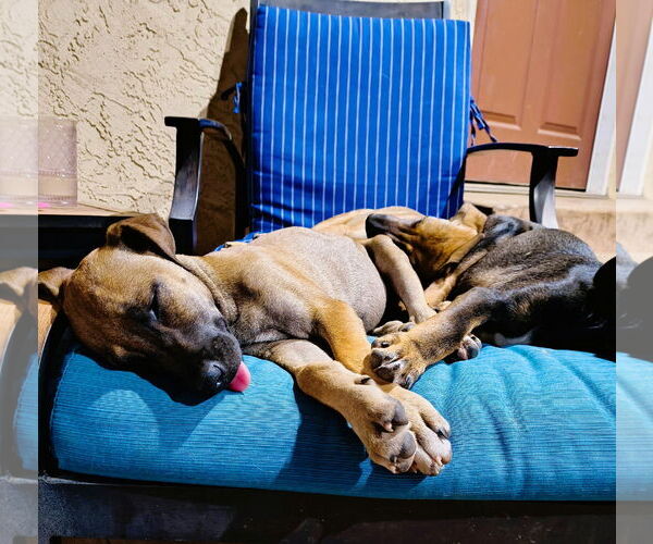 Medium Photo #8 Mutt Puppy For Sale in Fallbrook, CA, USA