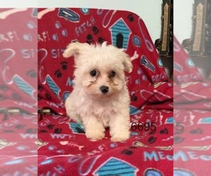 Poodle (Toy)-Yorkshire Terrier Mix Puppy for sale in CLARE, IL, USA