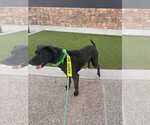 Small #9 American Pit Bull Terrier-Labrador Retriever Mix