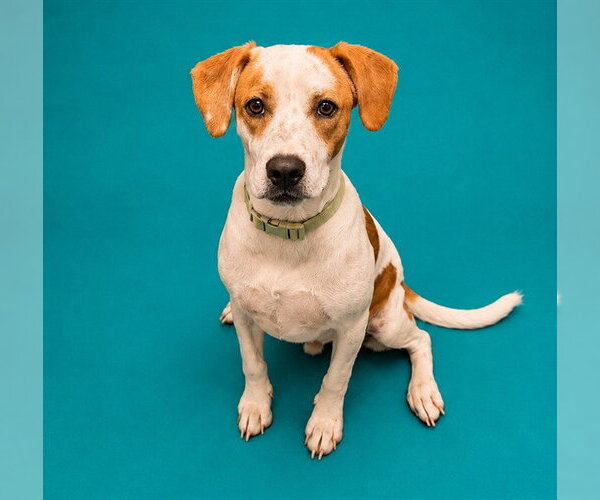Medium Photo #2 Beagle-Unknown Mix Puppy For Sale in Pearland, TX, USA