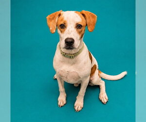 CALEB - Male Beagle-Unknown Mix Dog for Adoption - Photo #2