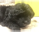Small Photo #15 Portuguese Water Dog Puppy For Sale in STERLING, CO, USA