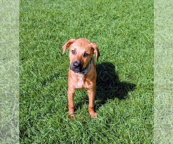 Medium Photo #8 Mutt Puppy For Sale in Sandy, UT, USA