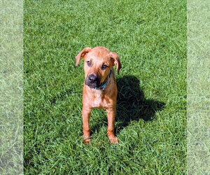 Artie Marie - Female Mutt Dog for Adoption - Photo #8