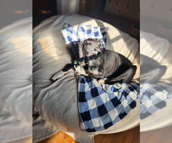 Medium Photo #2 Great Dane Puppy For Sale in Bullard, TX, USA