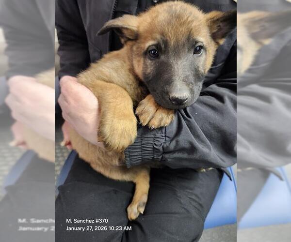 Medium Photo #1 Mutt Puppy For Sale in San Antonio, TX, USA