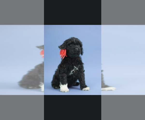 Medium Photo #11 Portuguese Water Dog Puppy For Sale in Guelph, Ontario, Canada