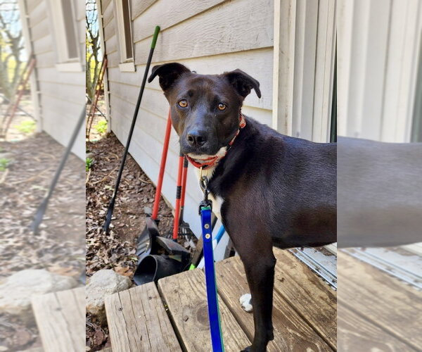 Medium Photo #10 Labrador Retriever-Unknown Mix Puppy For Sale in Brewster, NY, USA