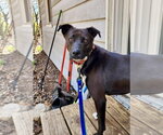 Small #9 Labrador Retriever Mix