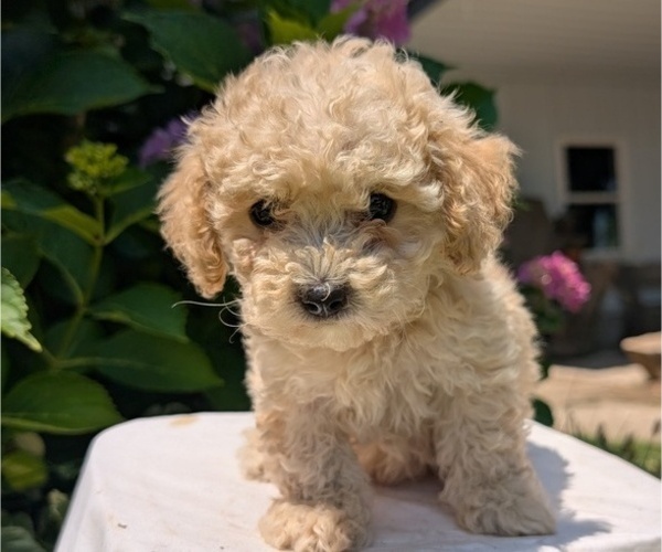 Medium Photo #7 Cavapoo Puppy For Sale in GOSHEN, IN, USA