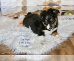 Small Photo #12 Miniature American Shepherd-Pembroke Welsh Corgi Mix Puppy For Sale in LIND, WA, USA