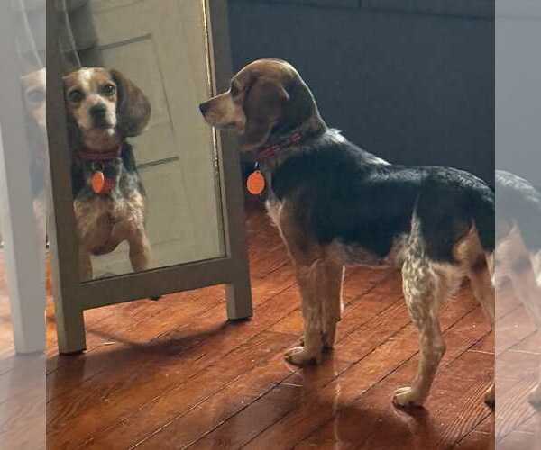 Medium Photo #2 Beagle Puppy For Sale in Dunnellon, FL, USA