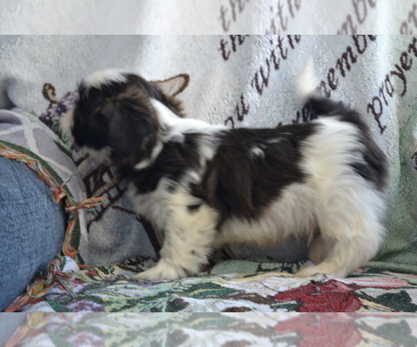 Medium Photo #8 Shih Tzu-Zuchon Mix Puppy For Sale in GREENWOOD, WI, USA