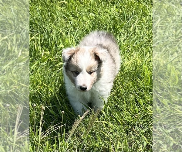 Medium Photo #5 Shetland Sheepdog Puppy For Sale in FORT MORGAN, CO, USA