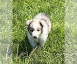 Small #4 Shetland Sheepdog
