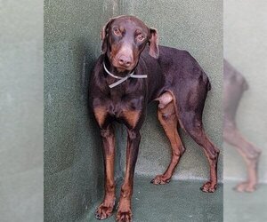 Doberman Pinscher Dogs for adoption in Downey, CA, USA