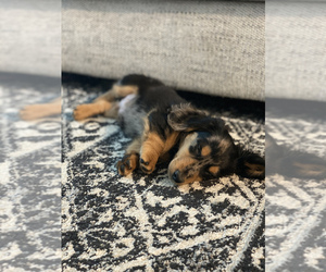 Dachshund Puppy for sale in FORT MYERS, FL, USA