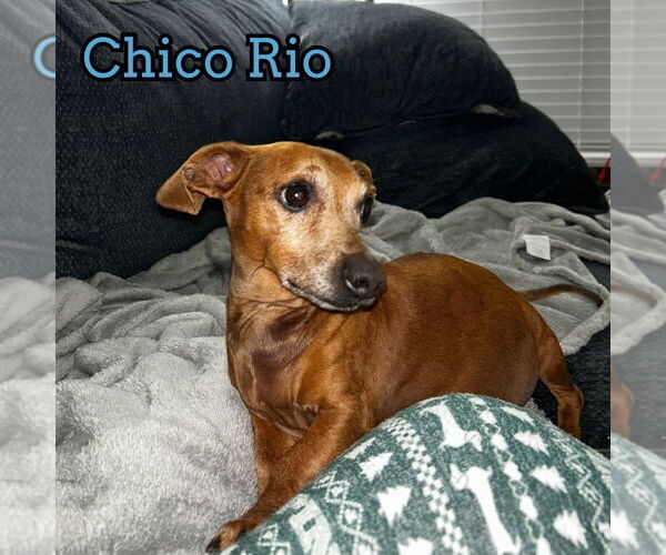 Medium Photo #6 Dachshund Puppy For Sale in San Antonio, TX, USA
