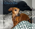 Small #5 Dachshund