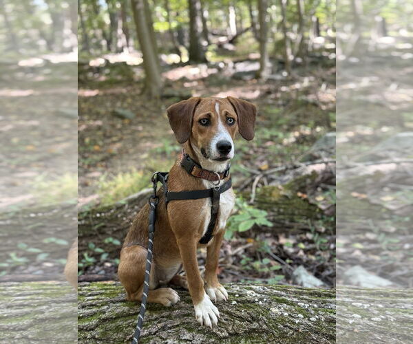 Medium Photo #2 Beagle-Unknown Mix Puppy For Sale in Doylestown, PA, USA