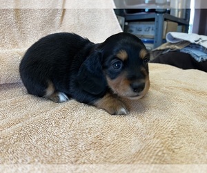 Dachshund Puppy for Sale in ASHLAND, Nebraska USA