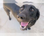 Small #3 Labrador Retriever