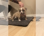 Small Photo #2 American Bully Mikelands  Puppy For Sale in BARBOURSVILLE, VA, USA