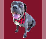 Small Mastiff